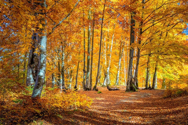 Hermoso día soleado en el bosque otoñal árboles de naranja amarillo Paisaje real de otoño