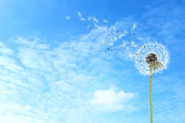 Hermoso diente de león hinchado y semillas voladoras contra el cielo azul en un día soleado