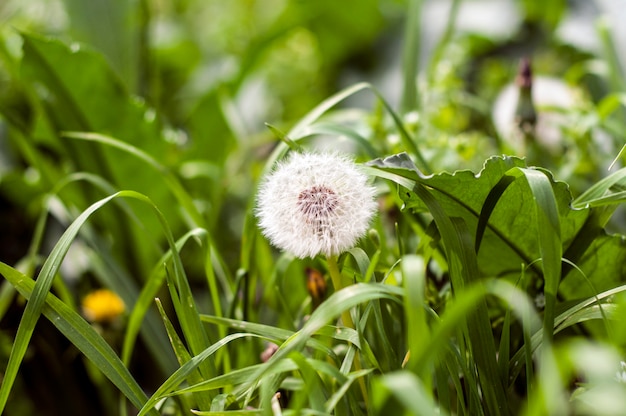 Foto hermoso diente de león