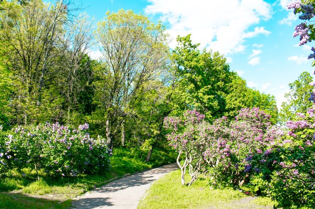 Hermoso diseño de paisaje botánico verde en jardín, parque con arbustos con flores. Fondo de naturaleza de jardinería de verano escénico, concepto.