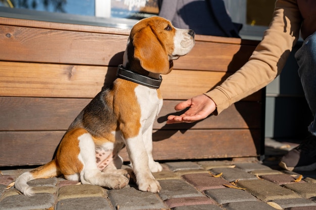 Foto hermoso y divertido cachorro beagle cachorro entrenado inteligente le da la pata al dueño en la calle cerca de un