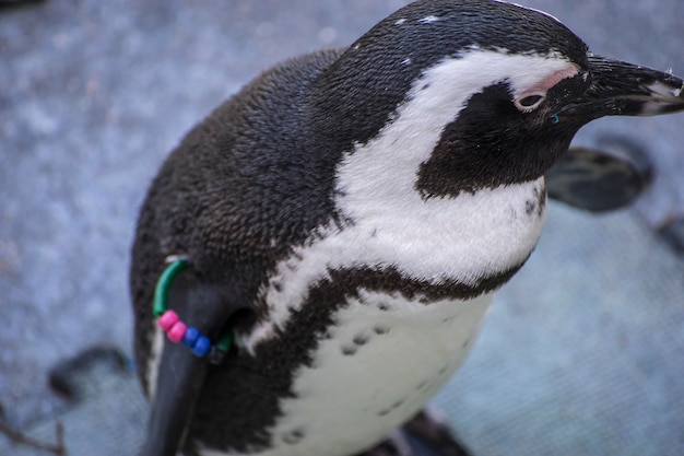 hermoso y divertido pingüino sol en un grupo de pares