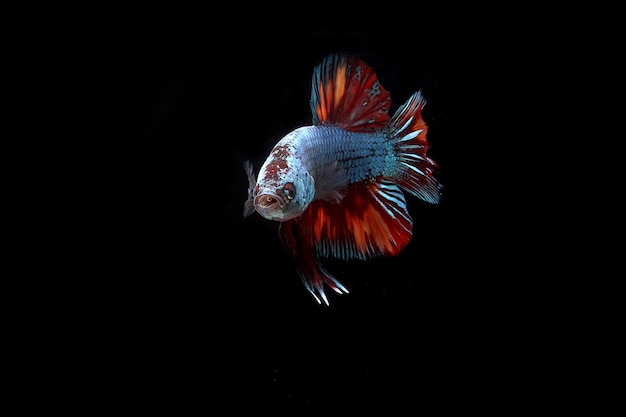 Hermoso dragón nemo betta peleando con peces en blackground negro