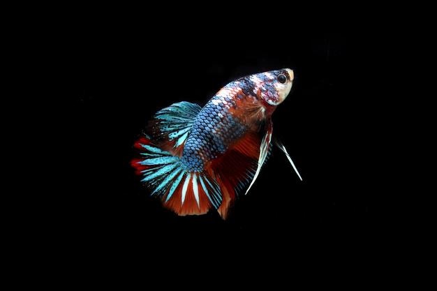 Hermoso dragón nemo betta peleando con peces en blackground negro