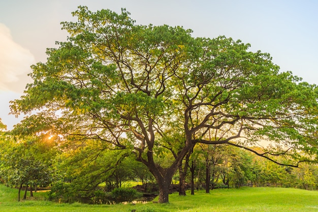 Un hermoso East Indian Walnut en el césped en el parque.