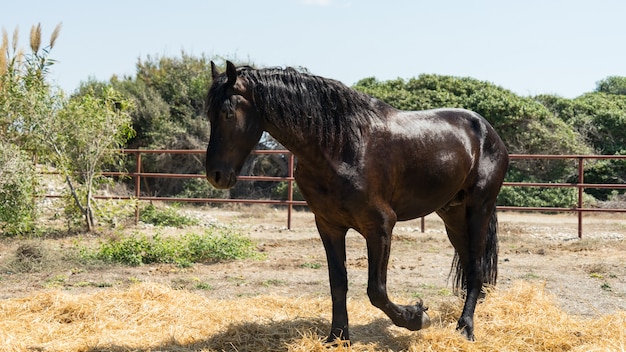 Hermoso y elegante caballo negro en una granja de Chipre 2020 Viator