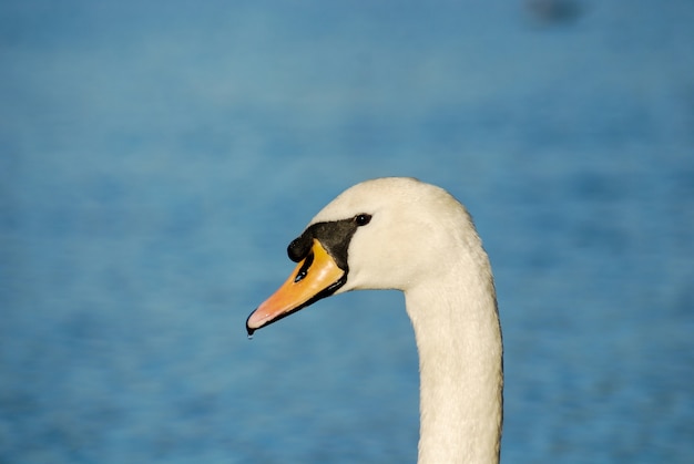 Hermoso y elegante cisne en el agua.