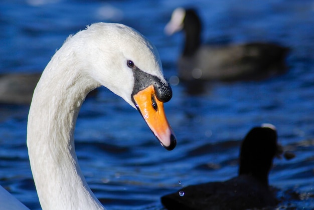 Hermoso y elegante cisne en el agua.