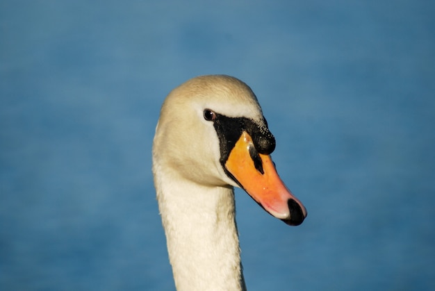 Hermoso y elegante cisne en el agua.