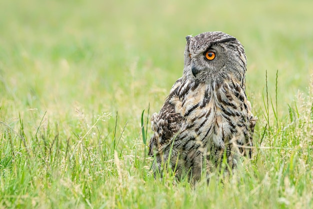 Un hermoso y enorme búho real europeo (Bubo bubo) sentado en pastos altos