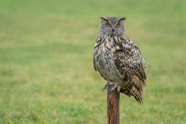 Un hermoso y enorme búho real europeo (Bubo bubo) sentado en un poste de cerca