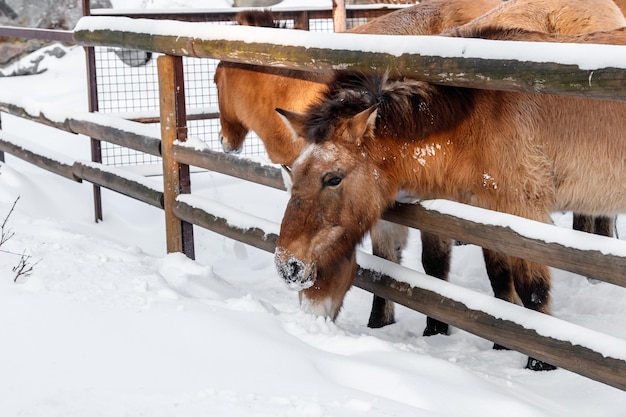 Hermoso Equus przewalskii caballus en un camino nevado