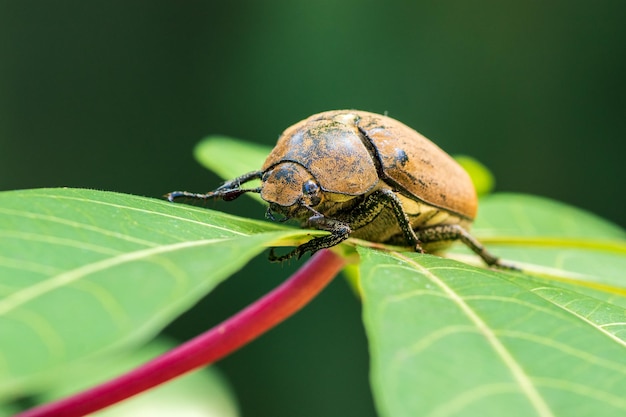 Hermoso escarabajo chafer europeo en una hoja verde primer plano cara frontal macro foto viejo escarabajo peludo en busca de comida suave fondo bokeh