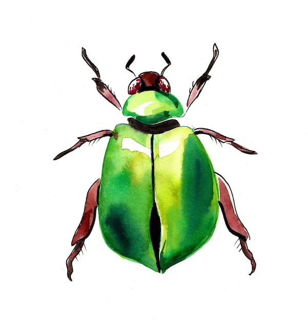 Hermoso escarabajo verde. Dibujo a tinta y acuarela