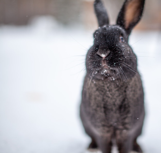 Hermoso y esponjoso conejo negro en invierno en el parque. El conejo se sienta esperando la comida.