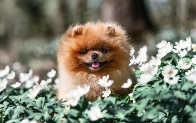 Hermoso y esponjoso perro pomerania en un bosque de flores de primavera. Adorable perro Perro en un bosque