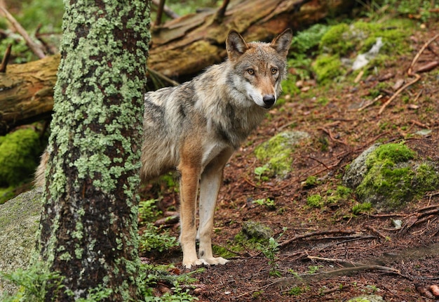 Hermoso y esquivo lobo euroasiático en el colorido verano