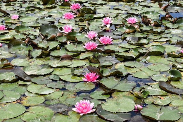 Un hermoso estanque lleno de lirios de agua en un estanque de fantasía