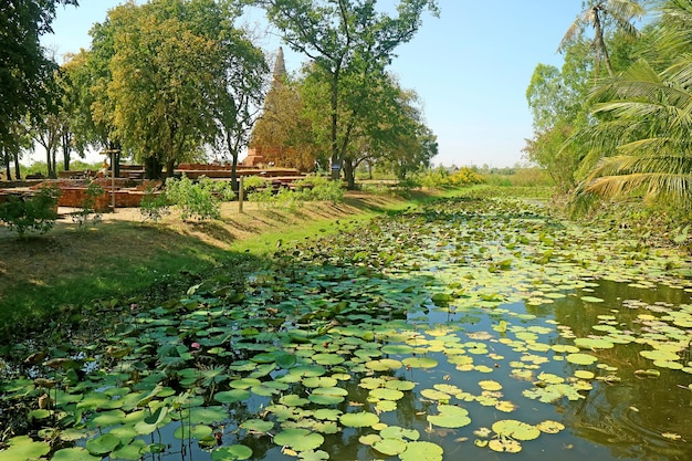 Hermoso estanque de nenúfares junto a las ruinas del templo Wat Phra Ngam en Ayutthaya de Tailandia