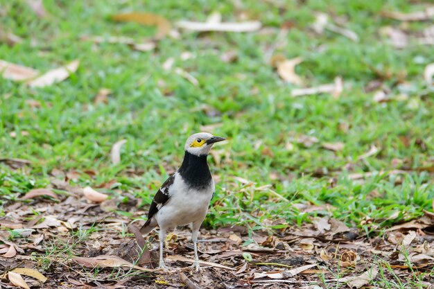 Hermoso estornino de cuello negro posado en el suelo, Tailandia