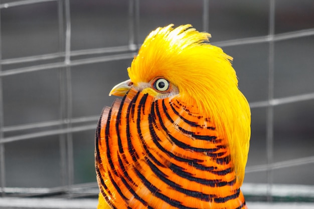 Hermoso faisán dorado amarillo