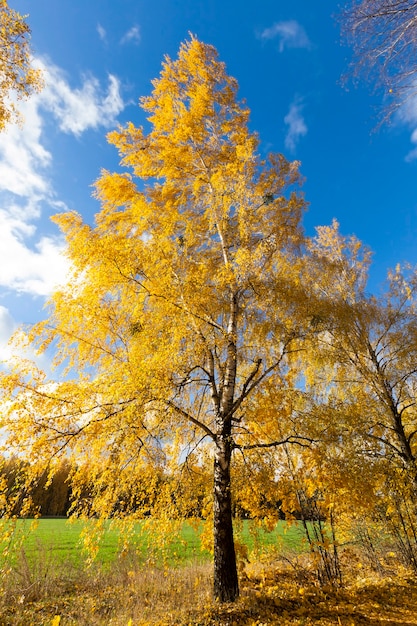 Hermoso follaje de abedul que cambió de color en la temporada de otoño, primer plano sobre la naturaleza de los árboles