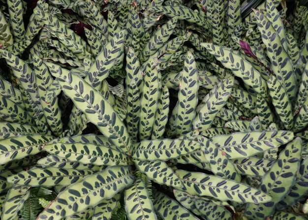 El hermoso follaje de Calathea Rattlesnake, una popular planta tropical