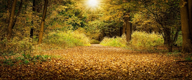 Hermoso follaje colorido en el parque de otoño