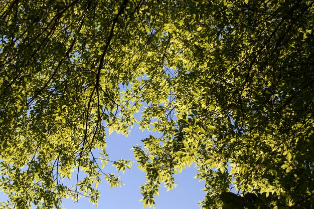 Hermoso follaje joven de árboles verdes follaje de un árbol en verano o primavera