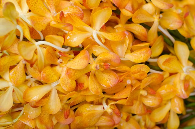 Hermoso fondo amarillo orquídea