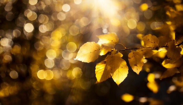 hermoso fondo borroso de otoño con hojas de oro amarillo en los rayos de la luz del sol en un oscuro