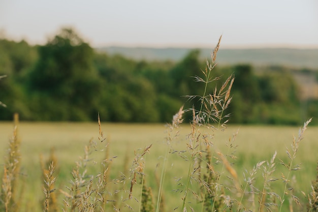 Hermoso fondo del campo con hierba de madera (Sorghastrum nutans) en primer plano