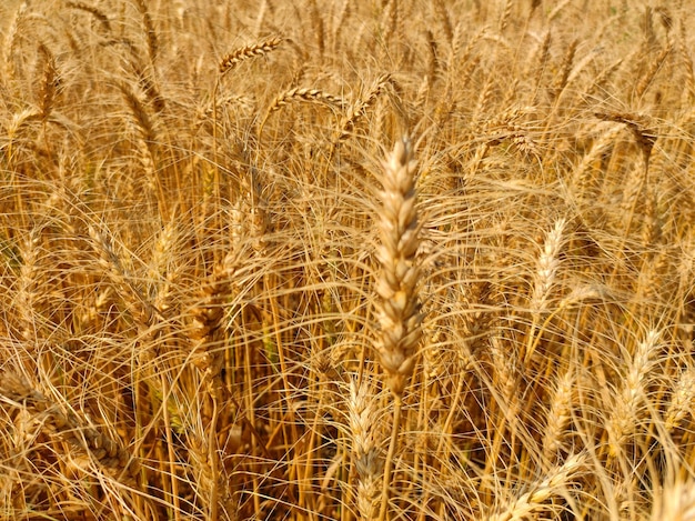 Foto hermoso fondo de campo de trigo verde