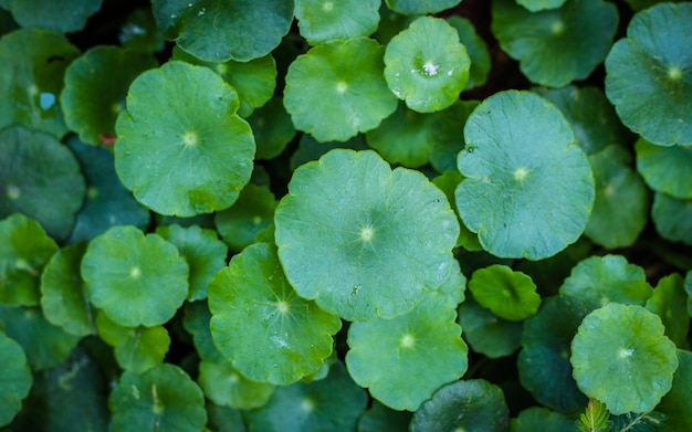 Hermoso fondo de centella asiatica