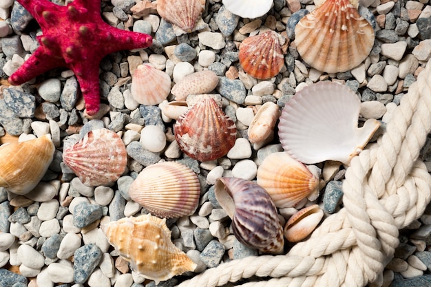 Hermoso fondo con conchas de colores y cuerdas en la orilla del mar