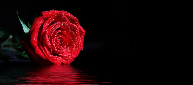 Hermoso fondo de felicitación de rosa roja por el día de San Valentín