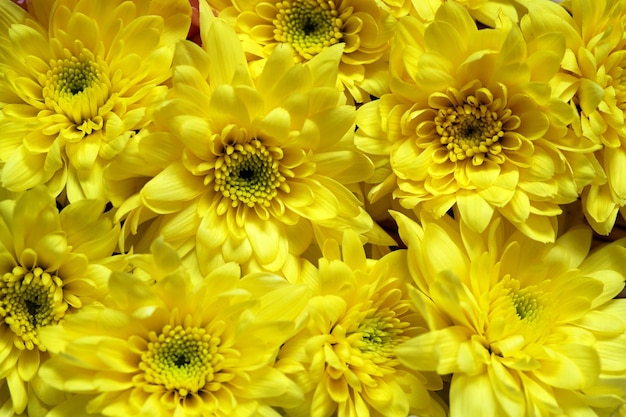 Hermoso fondo de flor de crisantemo amarillo.