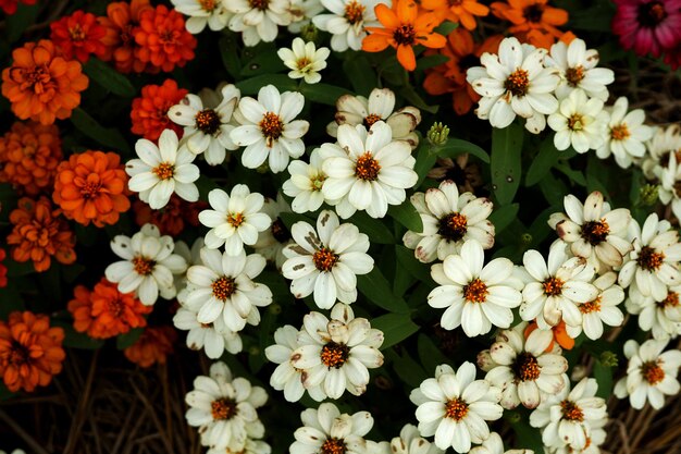 Hermoso fondo de flor de crisantemo morifolium blanco y naranja