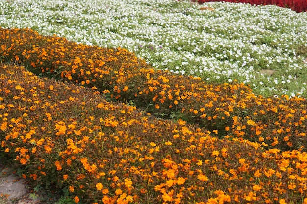 Hermoso fondo de flor de jardín floreciente