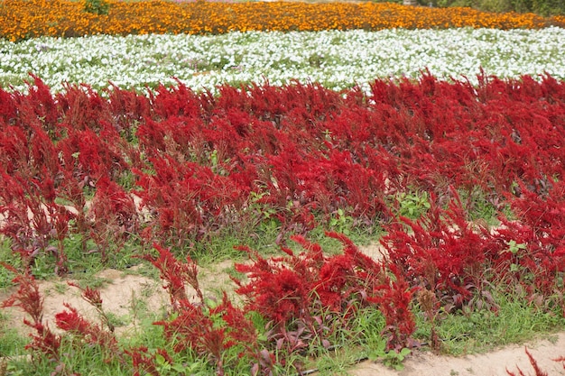 Hermoso fondo de flor de jardín floreciente