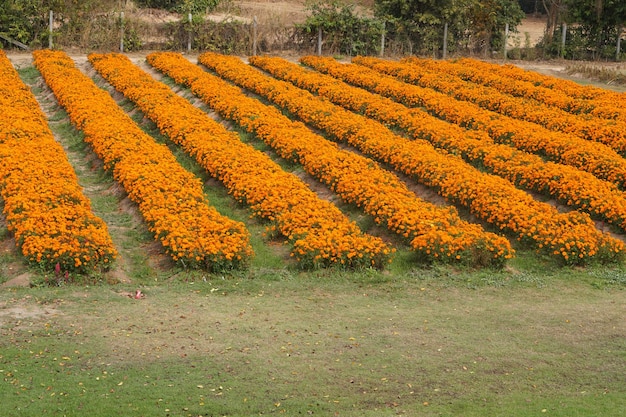 Hermoso fondo de flor de jardín floreciente