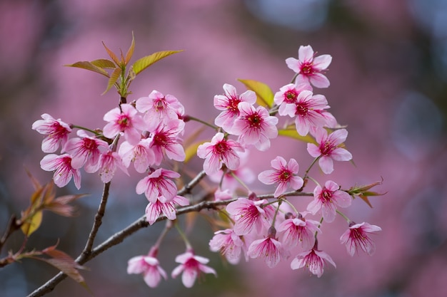 hermoso fondo de flor rosa Prunus cerasoides