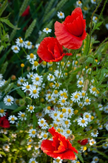 hermoso fondo floral. amapolas y manzanilla