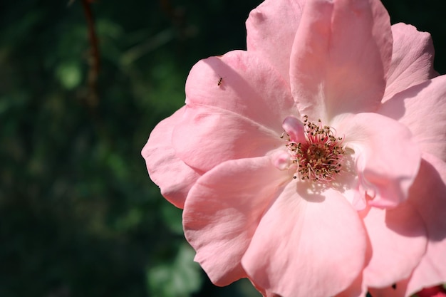 Hermoso fondo floral ingenio floreciente rosa rosa