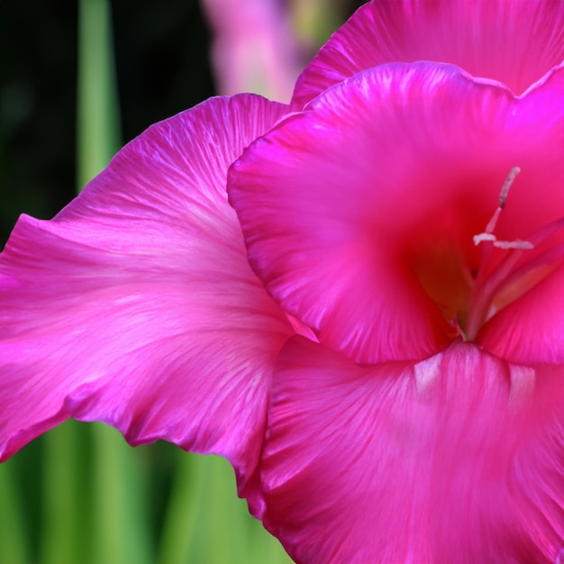 Hermoso fondo floral Primer plano de una flor rosa azucena