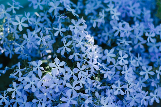 Hermoso fondo floral de un spread o spread Phlox