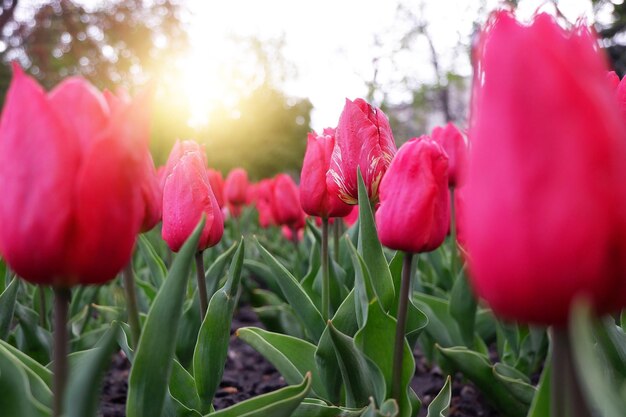 Hermoso fondo floral de tulipanes holandeses rojos brillantes que florecen en el jardín en medio de un soleado día de primavera con un paisaje de hierba verde y cielo azul