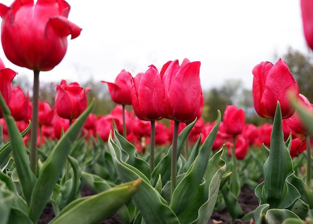 Hermoso fondo floral de tulipanes holandeses rojos brillantes