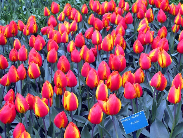 Hermoso fondo floral, tulipanes rojos y vegetación, un gran lecho de flores con flores rojas