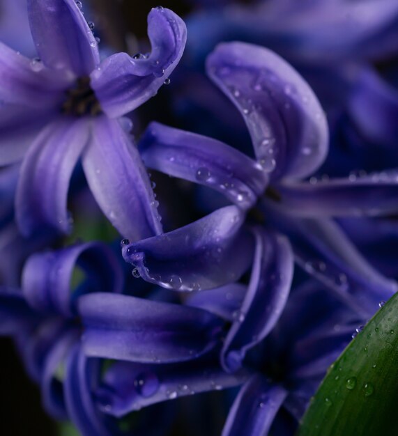 Hermoso fondo de flores azules abstractas